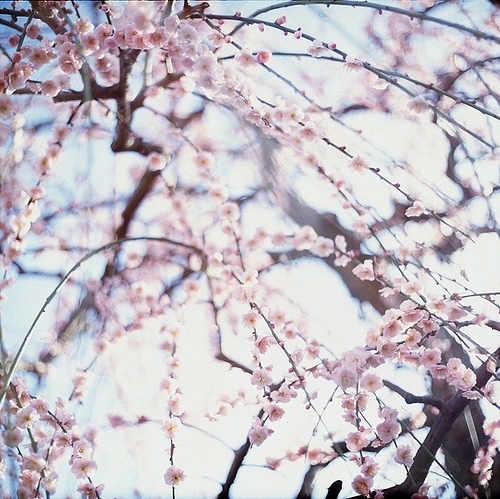 blue, blur and cherry blossoms
