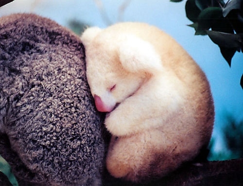 albino, cute and djur