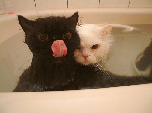 Animal Bath