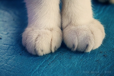 cats,  cute and  feet
