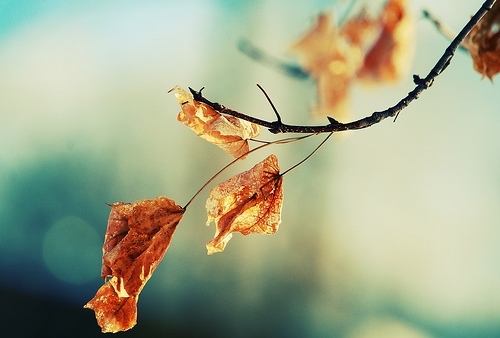 autumn, condolences and dead