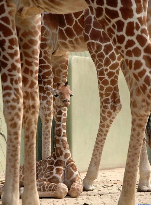 animais, baby giraffe, cute