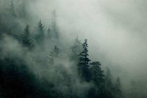 fog, forest and mist