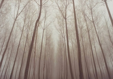 fog,  forest and  grey