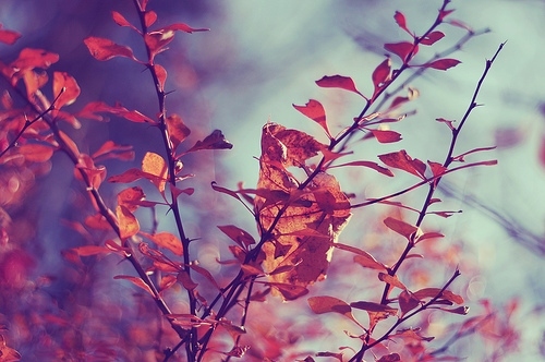 autumn, branch and fall