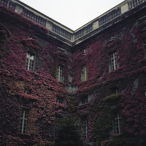 architecture, berlin and ivy