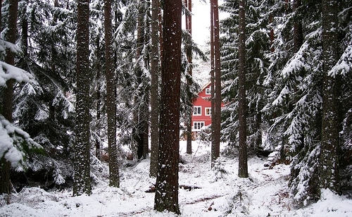 cold,  cottage and  forest