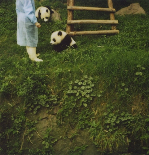 green, ladder and panda
