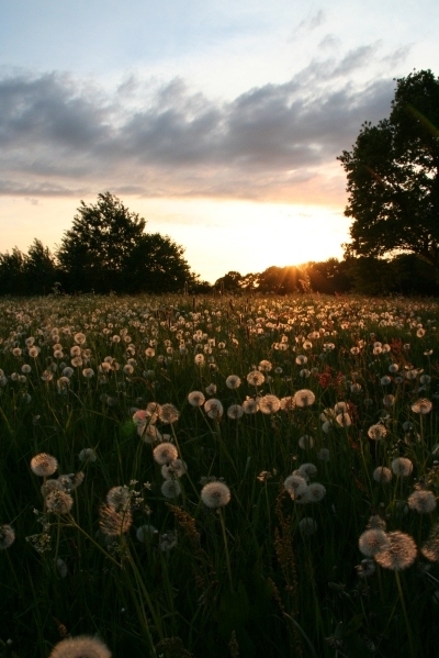 dandelion, dandelions and field