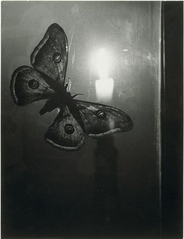 brassai, butterfly and candle
