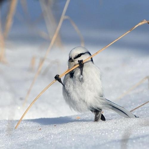 bird, cute and funny
