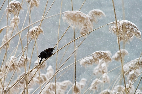 bird, black and blackbird
