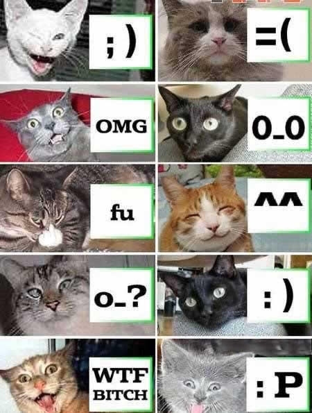 cats, cuteness and funny