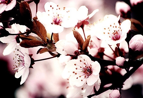 blossom, cerisier and cherry blossom