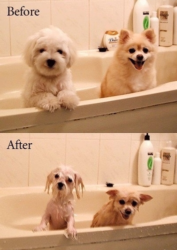 baths, bathtub and dogs