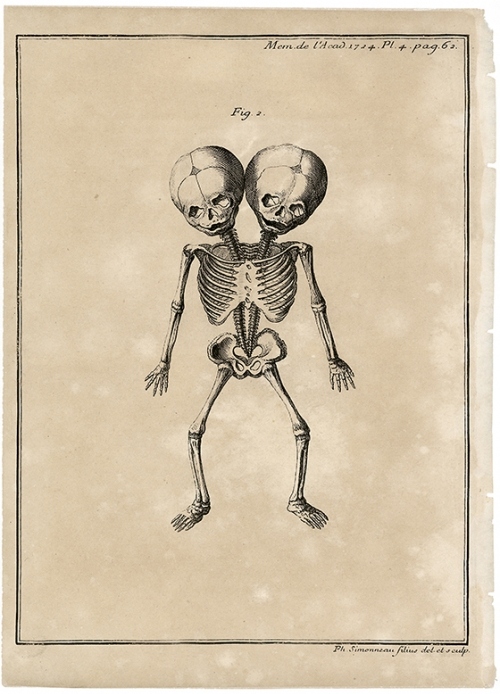 anatomical, anatomy and antique