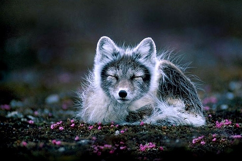 animal, animals and arctic