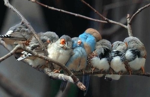 bird, blue and cute