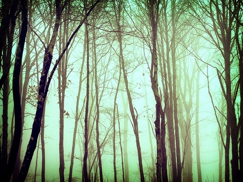 eerie, fog and forest
