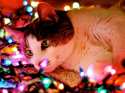 cat,  christmas and  fairy lights