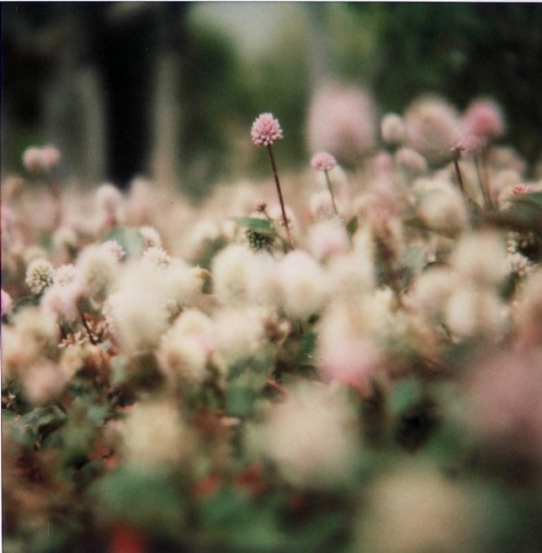 blur, flowers and green