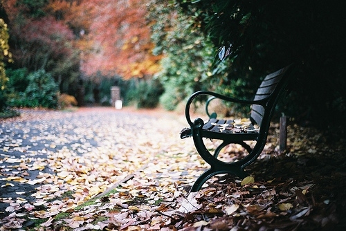 autumn, bench and bokeh