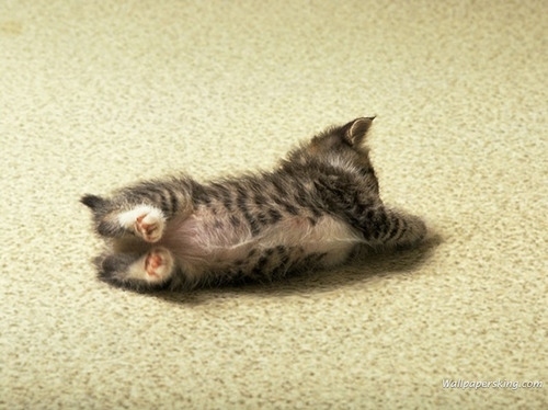 cat, cute and floor