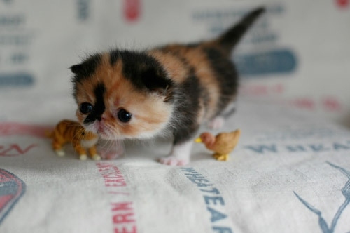 adorable, baby cat and calico
