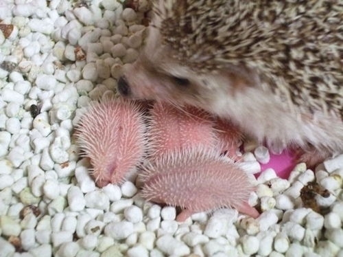 baby, baby hedgehogs and blue siren
