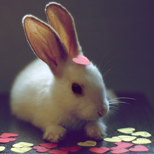 bunny, cute and hearts