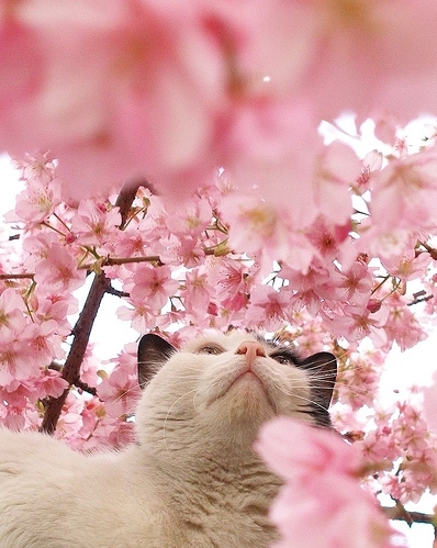 blossom, cat and cherry blossom