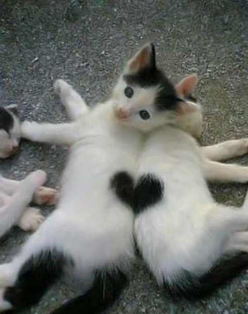 heart, kittens and lovely