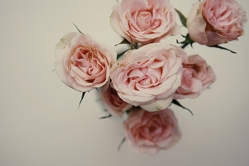 flower, pink and pink roses