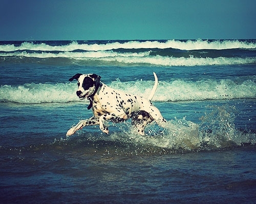 beach, dalmatian and dog