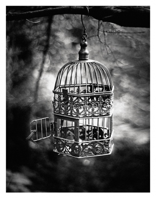 bird cage, birdcage and black and white