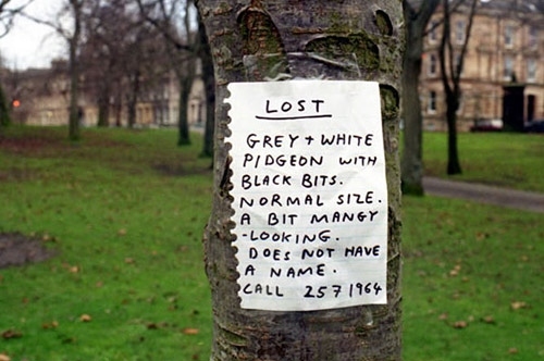 david shrigley, grey and white and lost