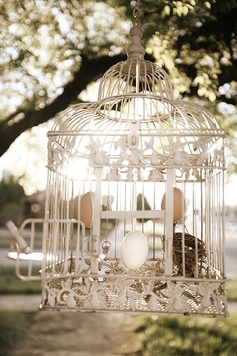 birdcage, cage and eggs