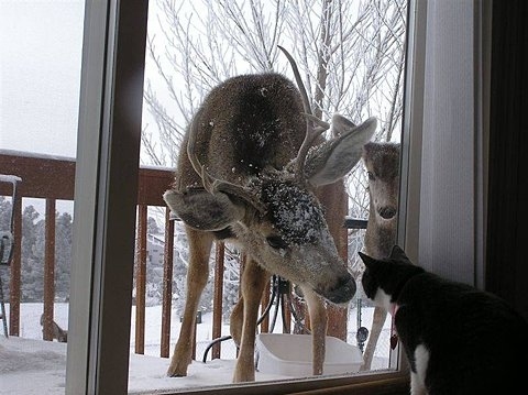 cat, cute and deer