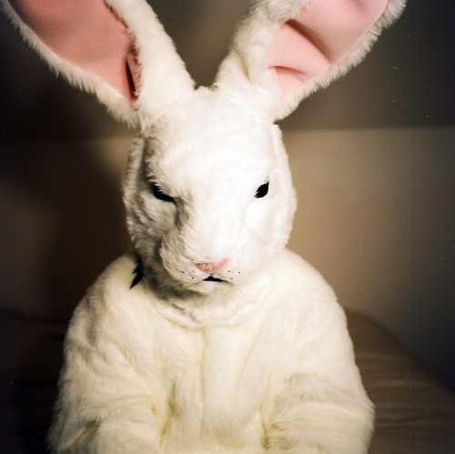 animal costumes, bunny and bunny costume