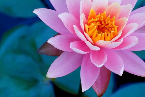 flor, flower and lotus