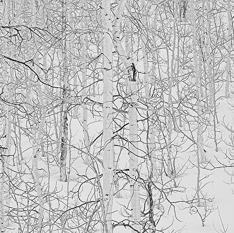 birch trees, branches and minimal