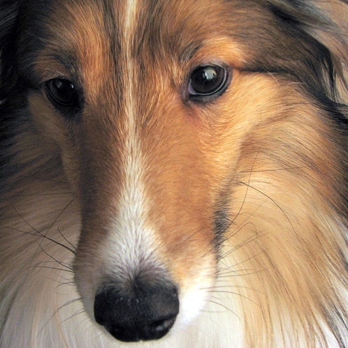 beautiful, collie and cute