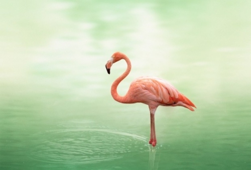 animal, djur and flamingo
