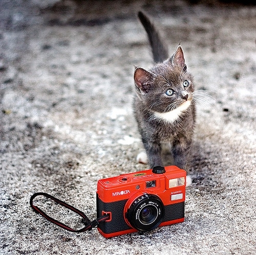 camera, cameras and cat