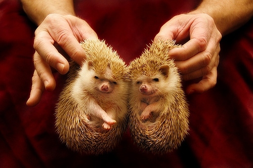 adorable, cute and hedgehog