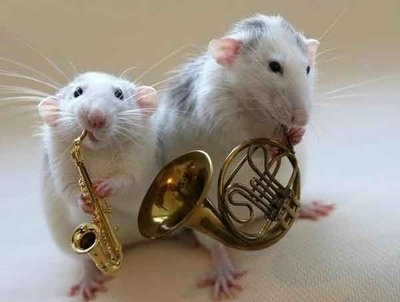 cute,  french horn and  hamster