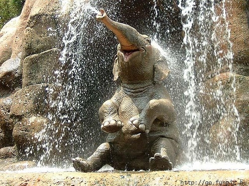 animal, bath and elephant