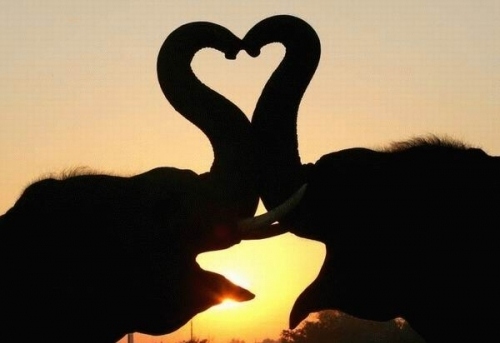 elephant, heart and love
