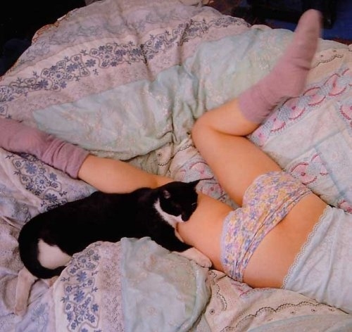 bed, cat and frilly