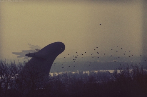 ambient, artist and birds